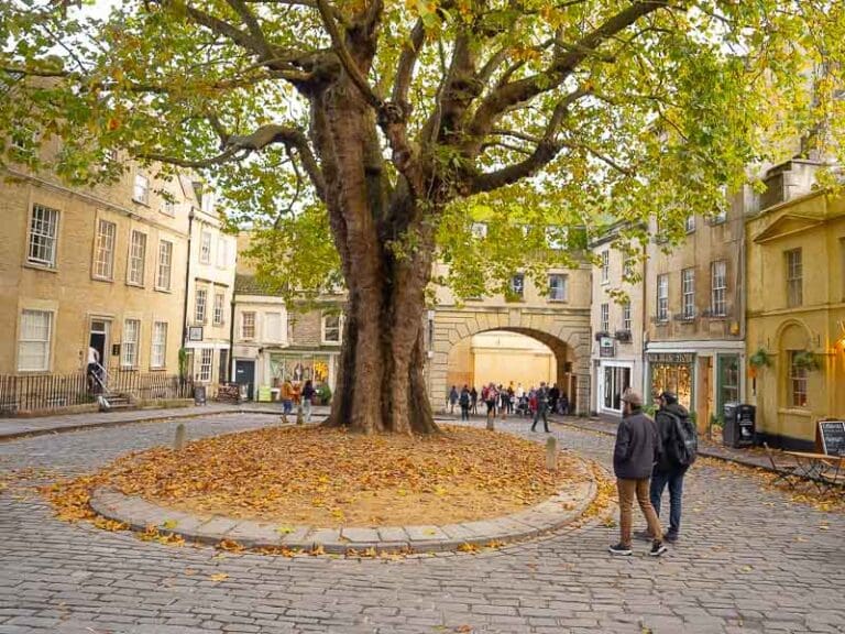 Great Plain tree in Bath - Part of the Stonehenge & Bath Tour by Anderson Tours.