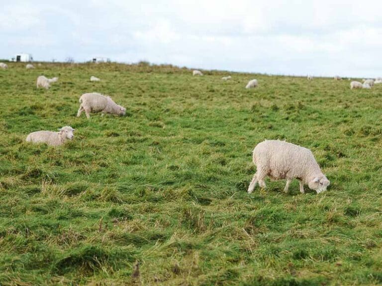 Sheep of Wiltshire, near Stonehenge