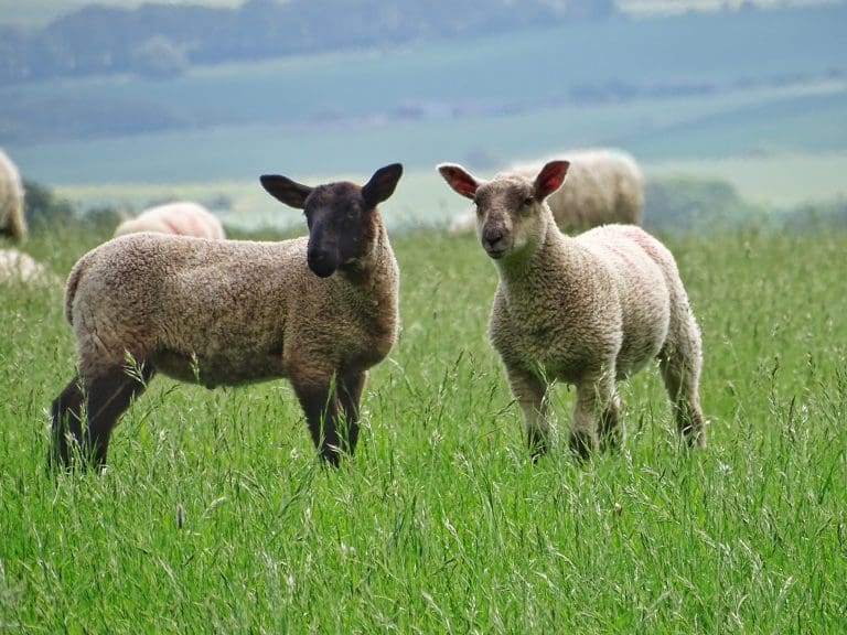 a couple of sheep, one with a black face and the other with a white face, stand close together in a field, appearing to look directly at the camera.