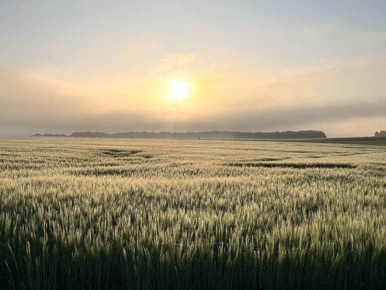 Field of Wiltshire close by Stonehenge during the Summer solstice.