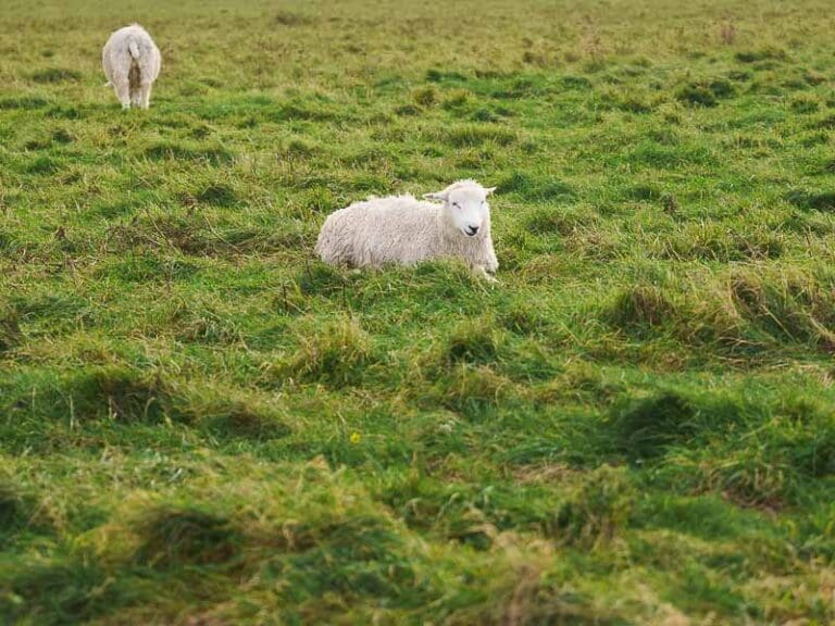 Stonehenge Sheep at Wiltshire