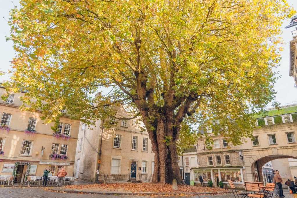 Abbey Green in Bath with the Plane Tree in the centre.