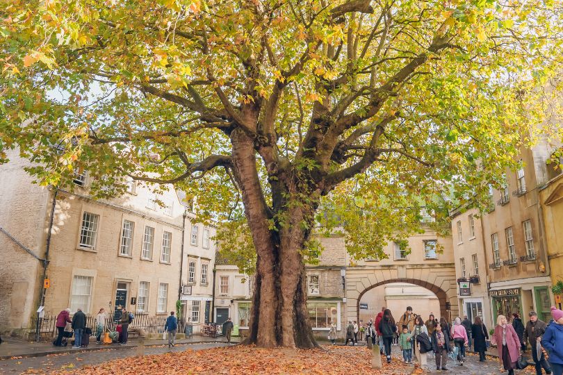 A wide shot of the Plane Tree at the Abbey Green in Bath.