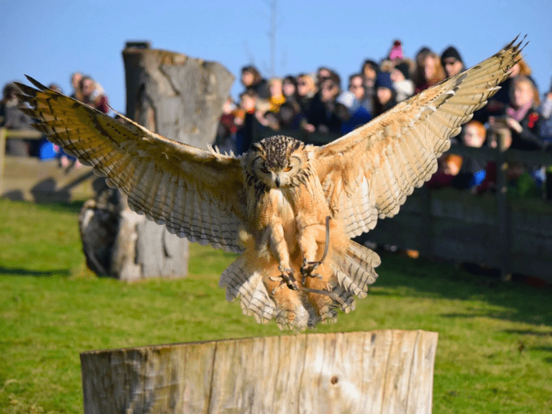 A falconry display at Leeds Castle with an owl in flight during a live show — part of the Anderson Tours Leeds and Hever Castle Day Tour from London.